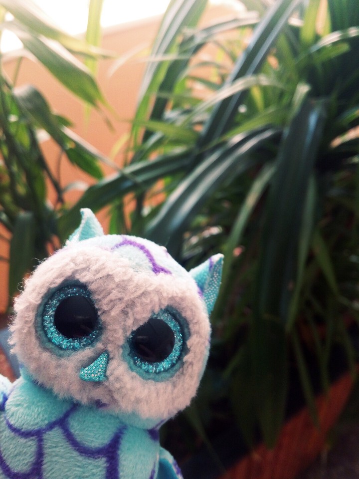 Owl