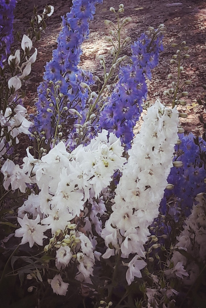 Sommerblumen