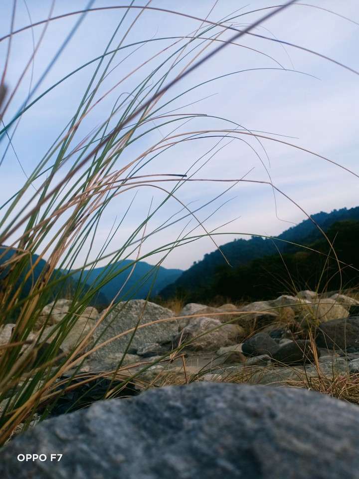 nature