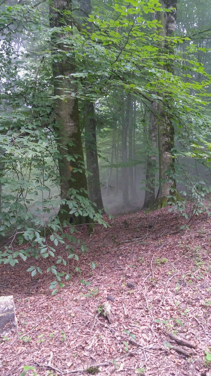 green tree