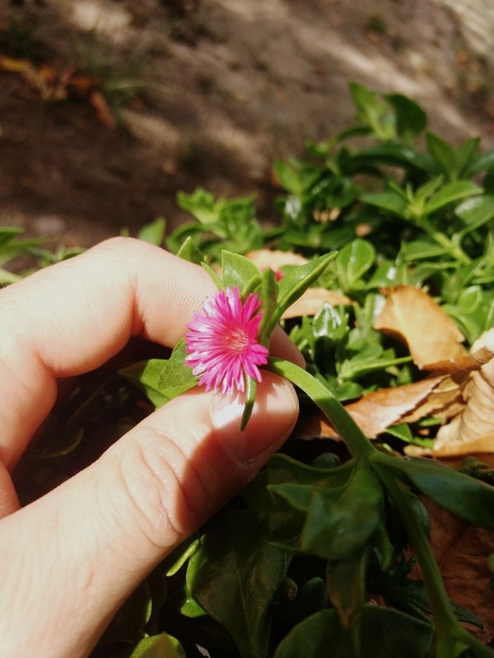 Morning Flower