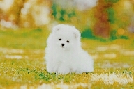 a little fluffy dog