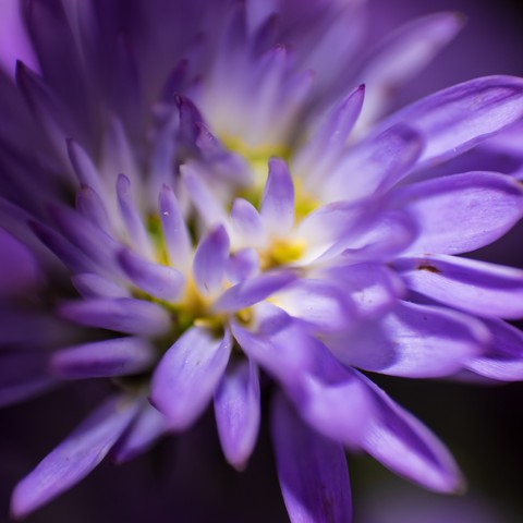 Water Lily