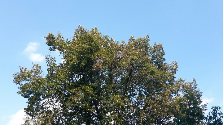 tree
