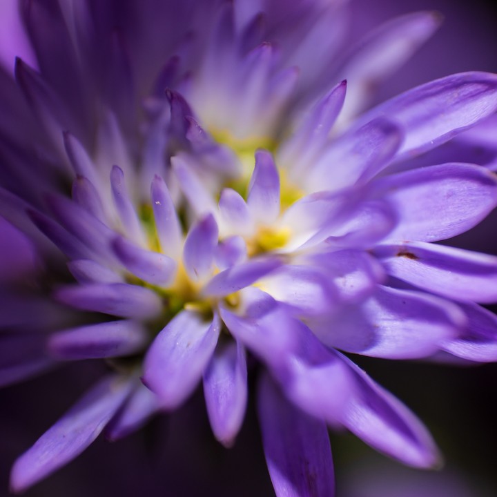 Water Lily