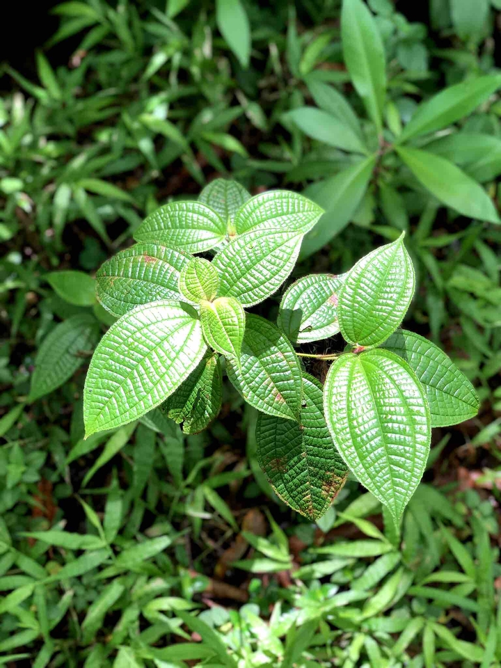 Pretty Green Plant