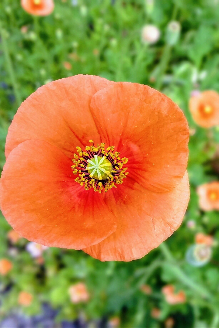 poppy