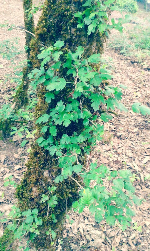 The Beauty Of Nature