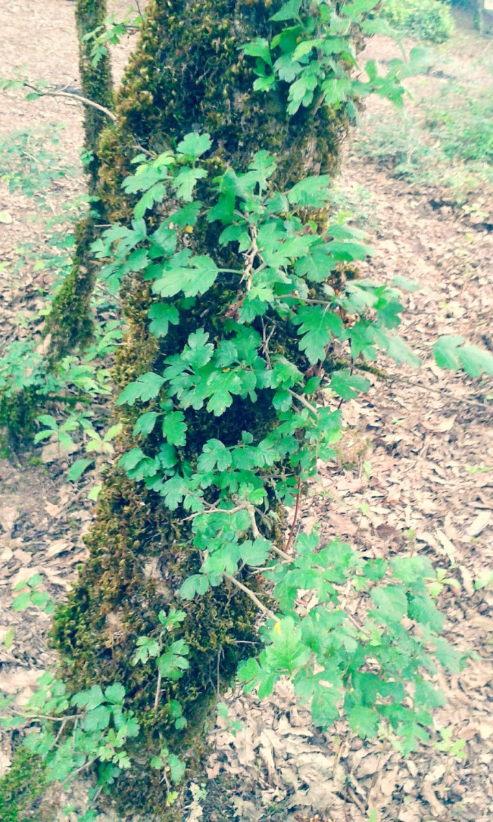 The Beauty Of Nature