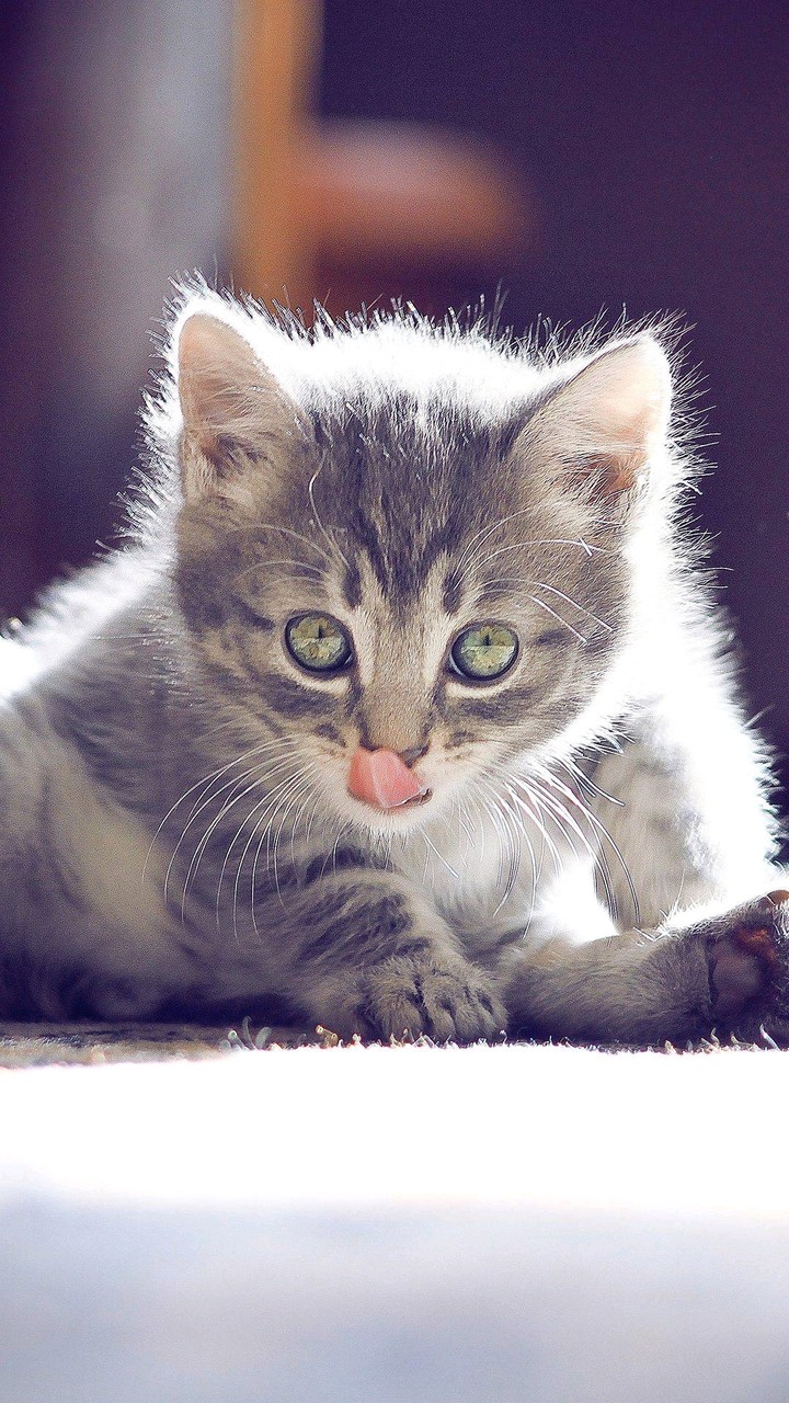 kitty