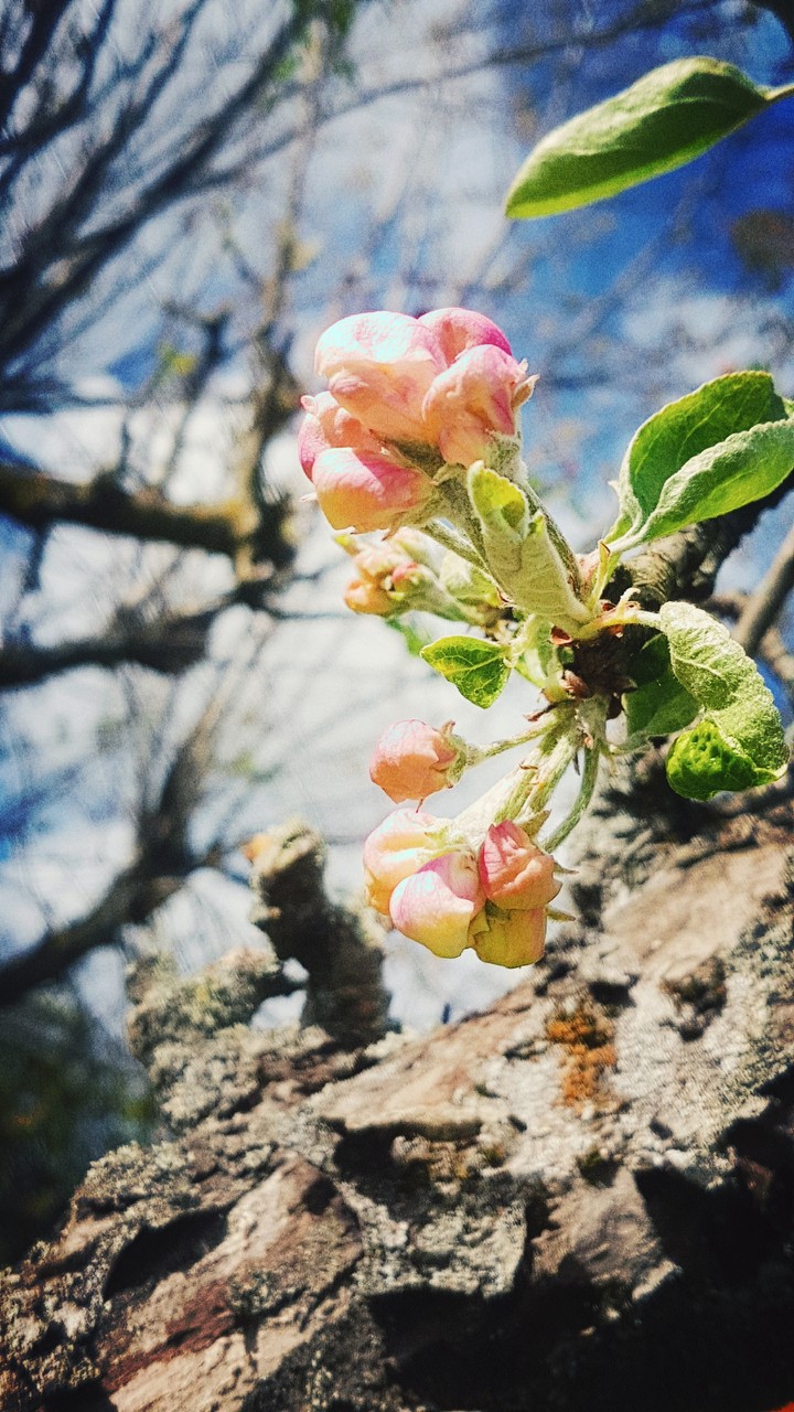 Springtime