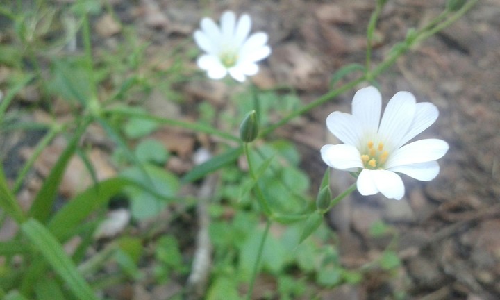 White flower