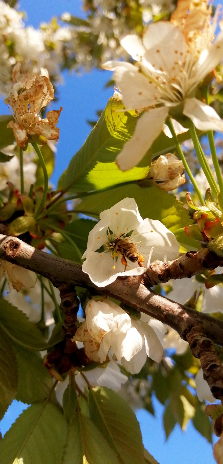 #spring #bee #bloom