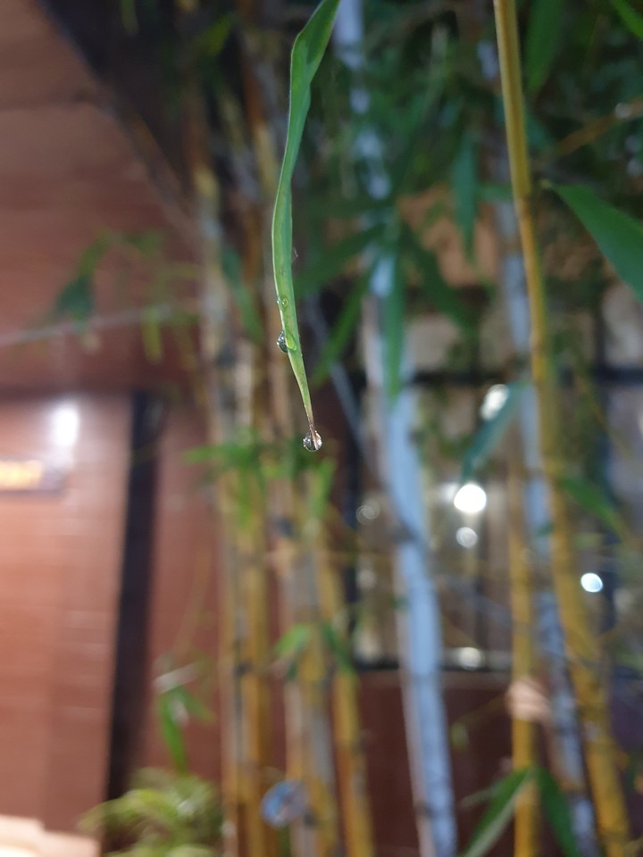 Dewdrops