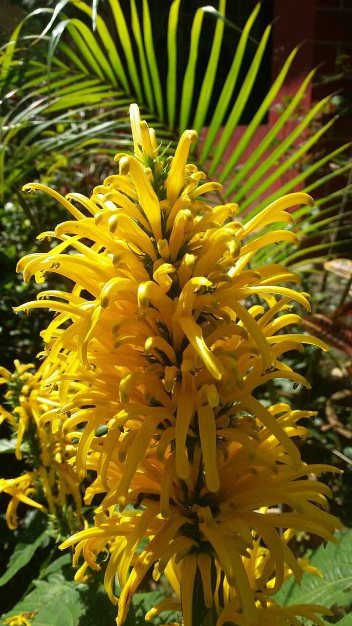 Yellow Flower
