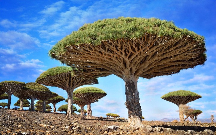 Dracaena cinnabari( ejderha kanı ağacı)