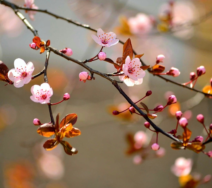 Macro blossoms