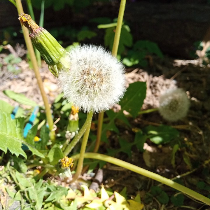 Dandelion