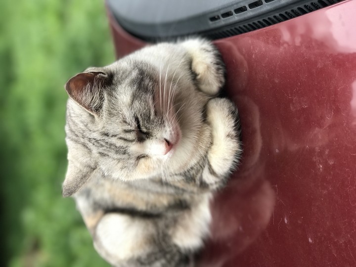 cat