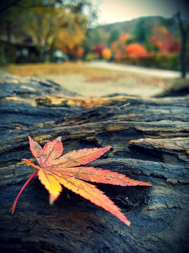 Autumn in Nami Island