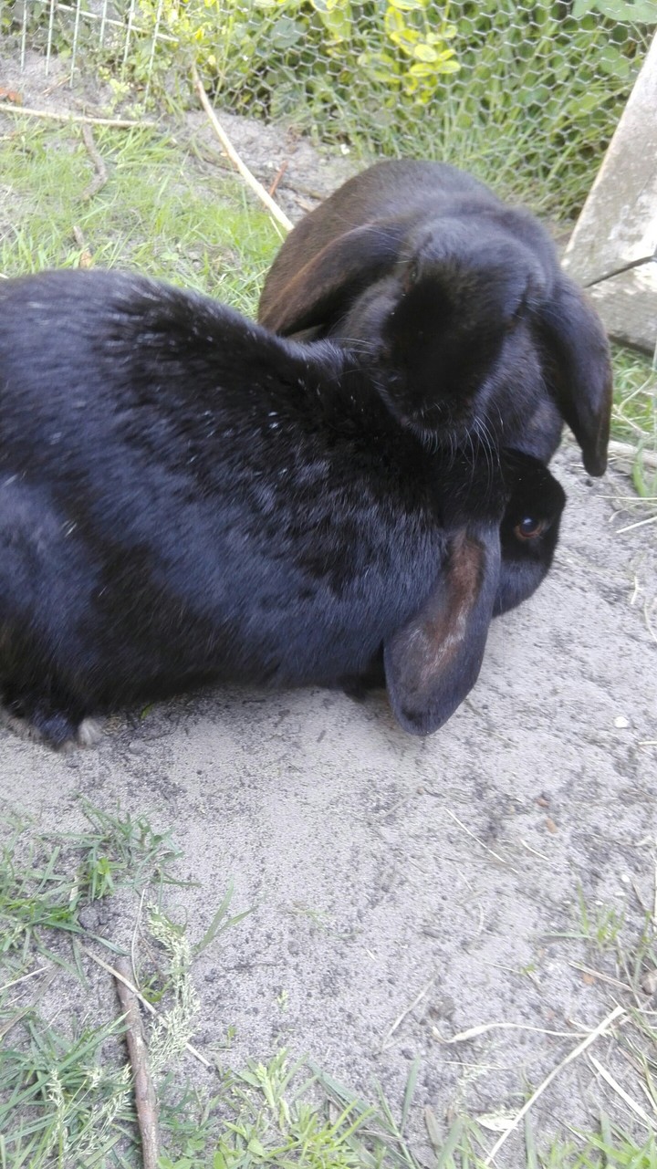 Bunnies