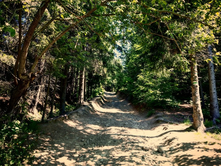 Turbacz