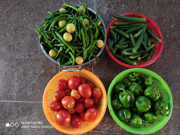 VEGETABLE