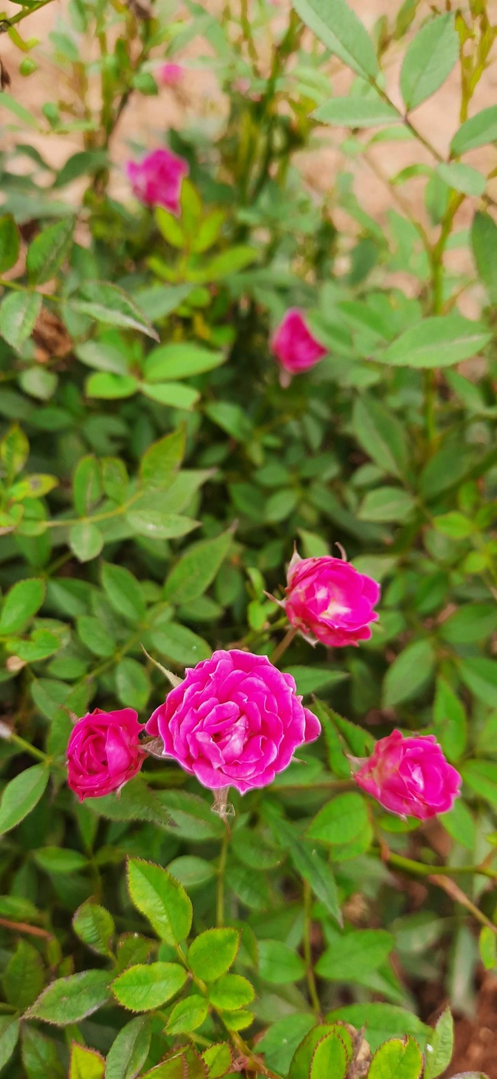 baby rose