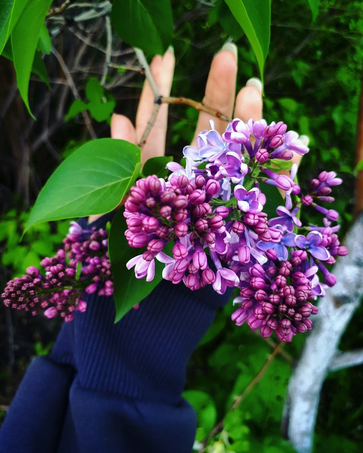 Love! Amazing!Lilac!
