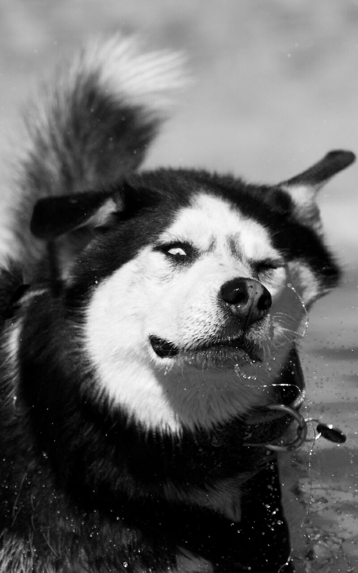 Siberian husky, Husky, Dog, Splashing.