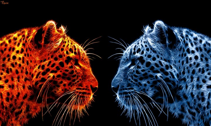 TWO LEOPARD