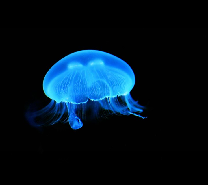 jellyfish