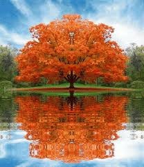 Orange tree.