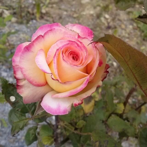 #flower #rose