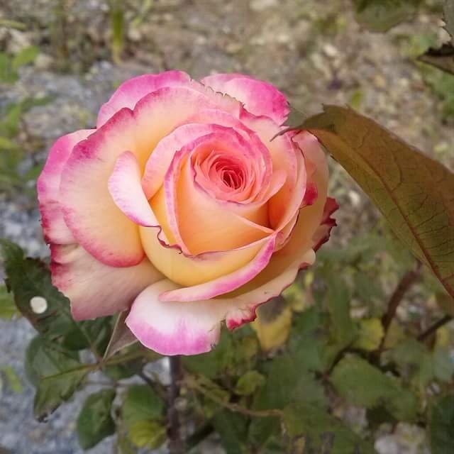 #flower #rose
