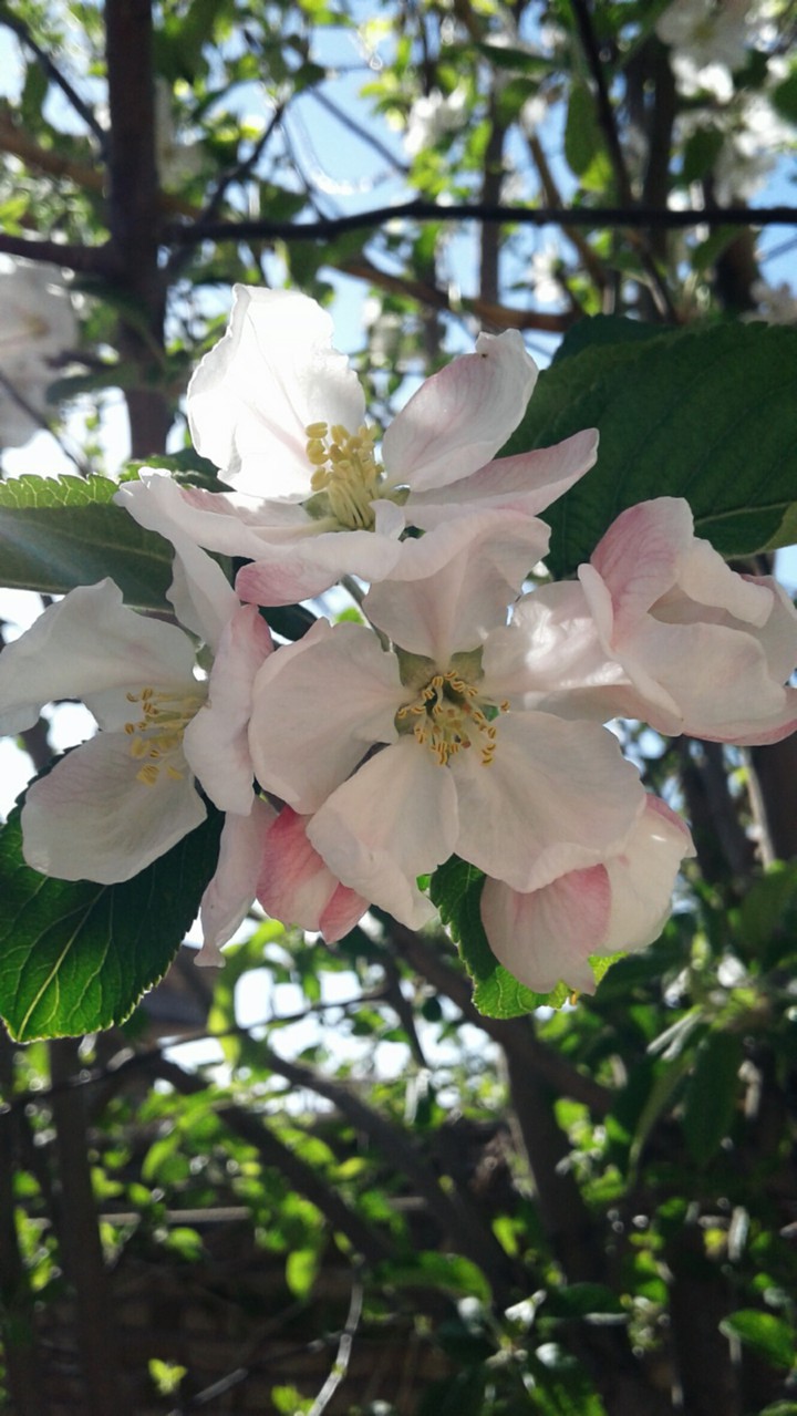 apple tree's flowers ?