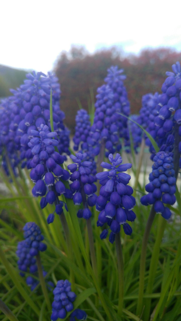 fiori