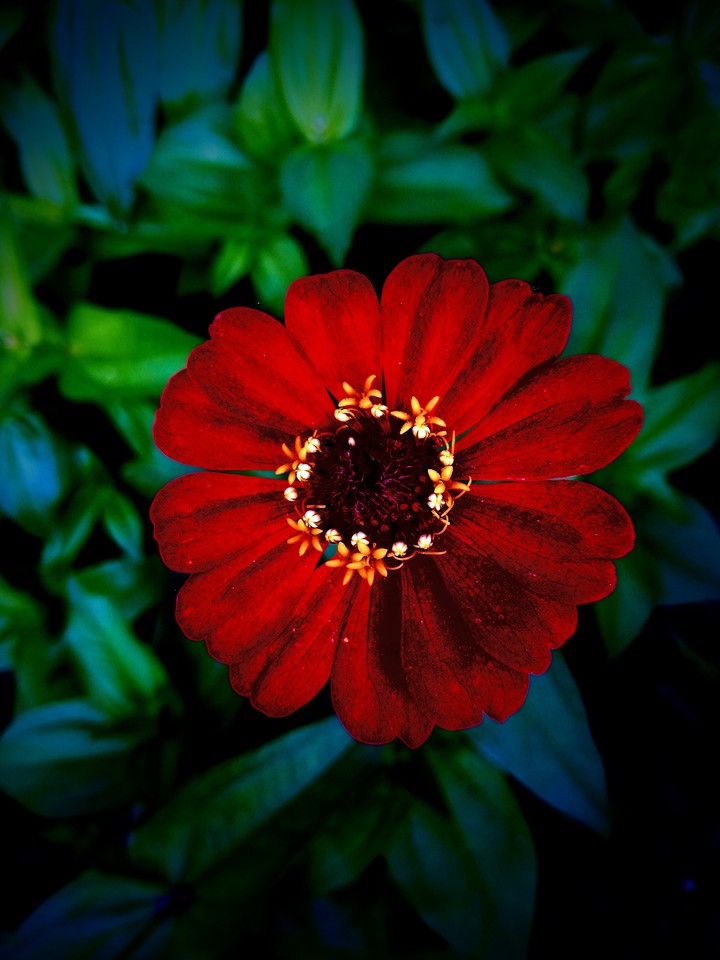 bella roja