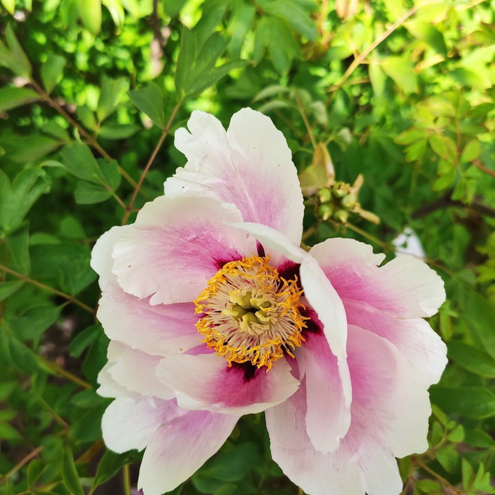 Paeonia suffruticosa