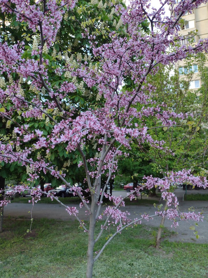 Сакура в Харькове