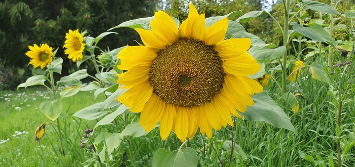 sunflower