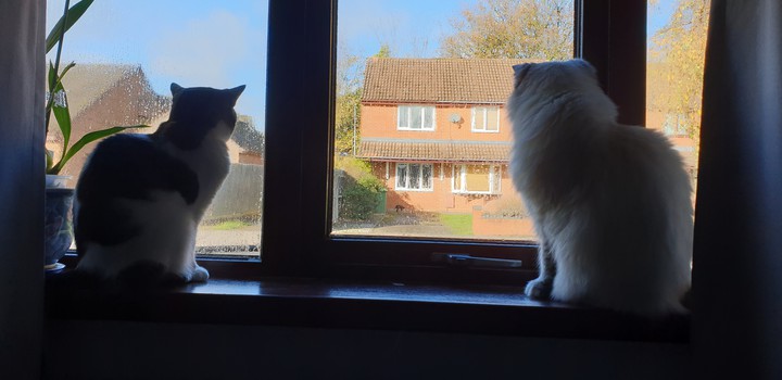 cats social distancing!!!