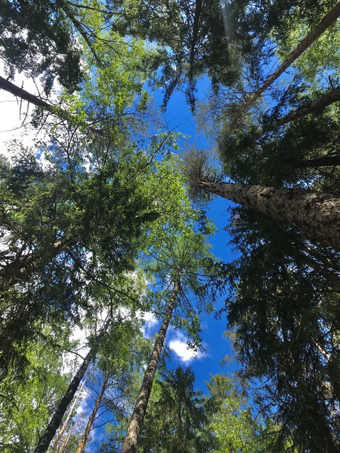 sky, twig वॉलपेपर