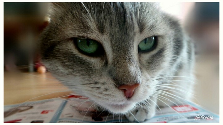 Louna