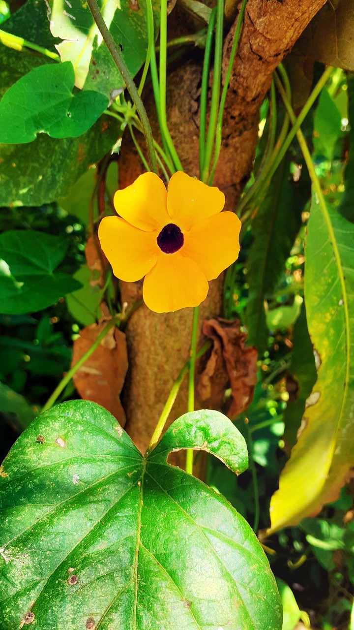 amarillo