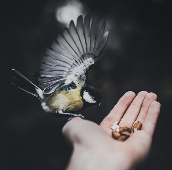 feeding bird