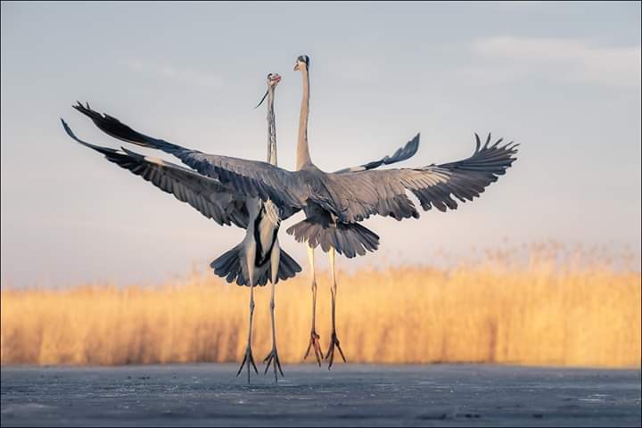Birds