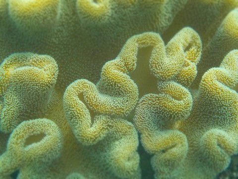 шпалери coral, Yellow