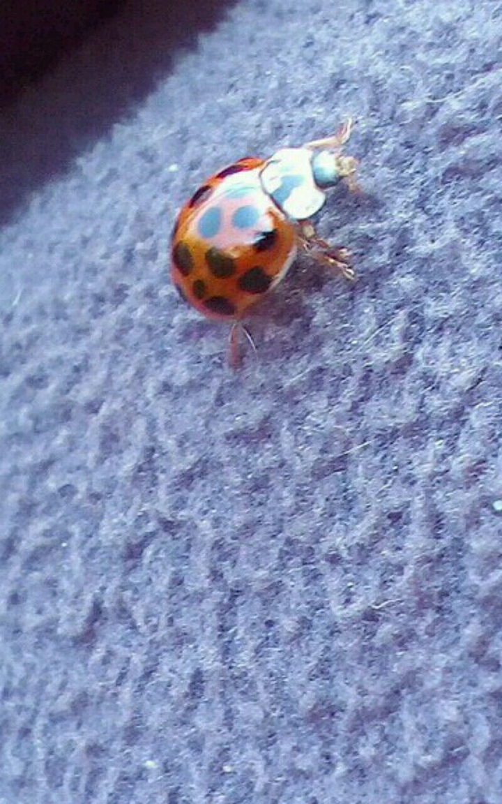 red ladybug