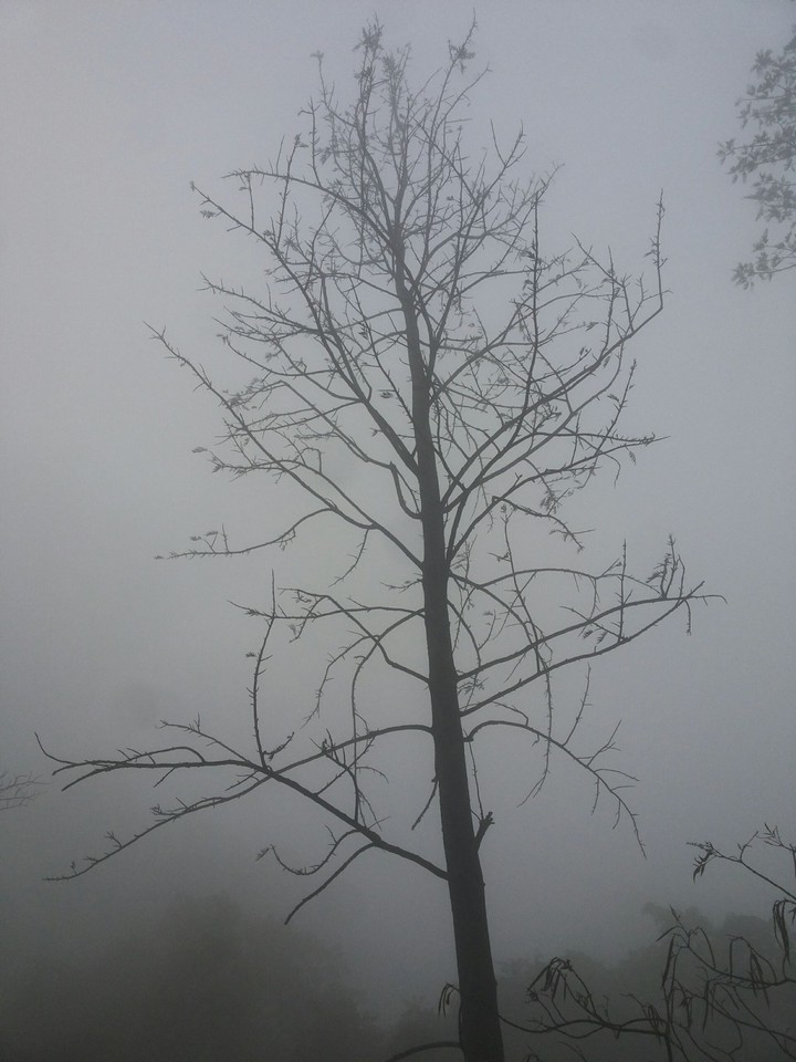 Tree without leaf among cloud